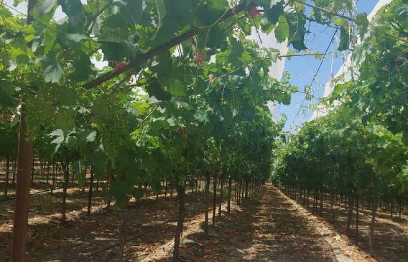 Agricultural holding – “Chrysos Ampelonas G.P.”