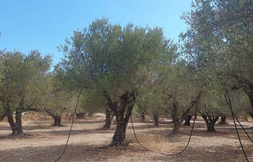 Agricultural holdings – olive groves, Kritsa, Lasithi