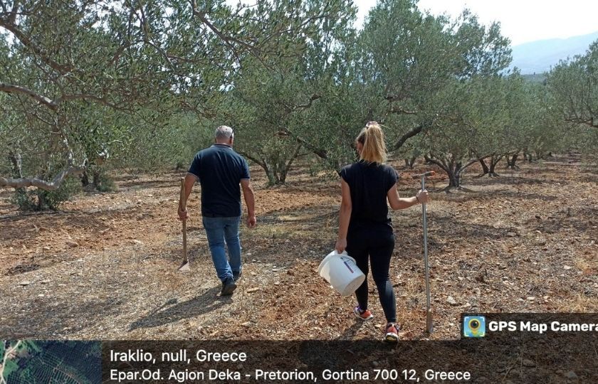 Agricultural holdings – olive groves, Messara, Heraklion