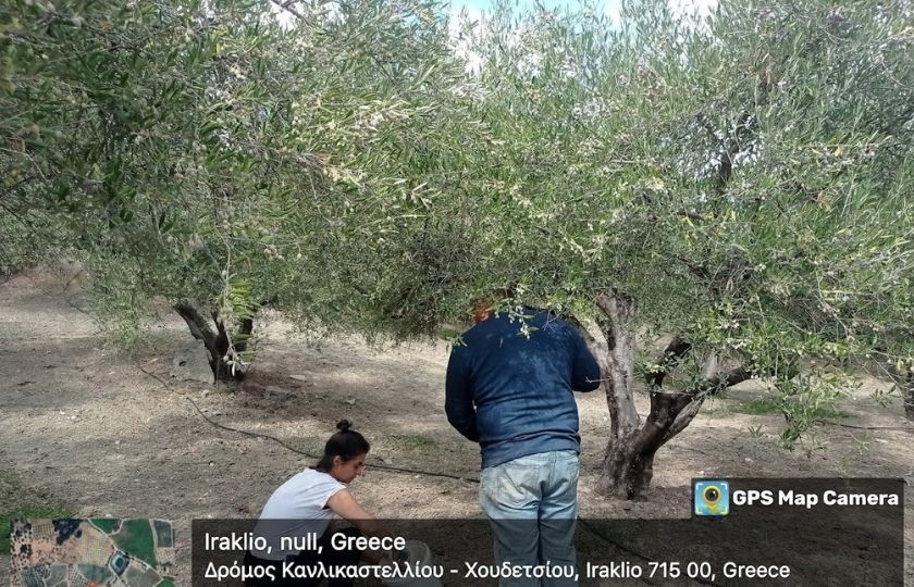 Agricultural holdings – olive groves, Profitis Ilias, Heraklion
