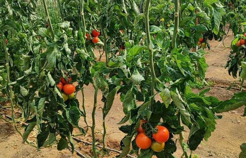 Γεωργικές εκμεταλλεύσεις - θερμοκήπια, Ιεράπετρα